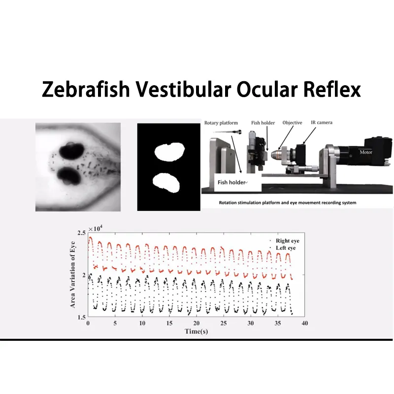 Testovací systém vestibulárního očního reflexu Zebrafish